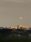 たらこ