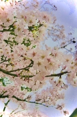 ぼうろ