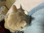 　腐女子なり