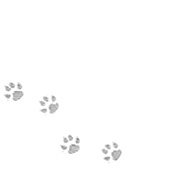 かのこ❤🐯