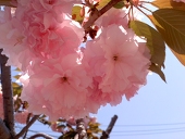 ちまき