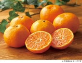 Mikaaaan🍊