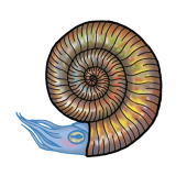 Ammonite