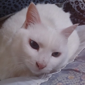 シスイ猫