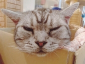 こんぶだし
