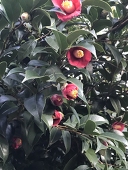 朔