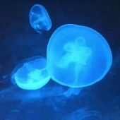 海月