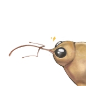 haxnonoob