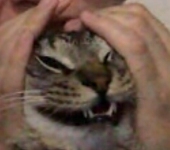 novux