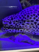 笹