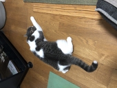 きゆ