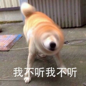 高洁的柴犬