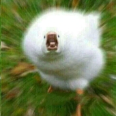 ㄚ呱🦆