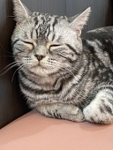 小豆