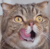Soul_Meowl