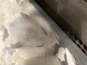 友川