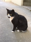 虚数ねこ