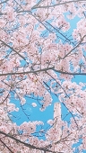 ちくわ
