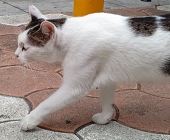 稲穂