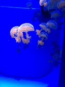 脳