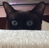 陆虓