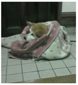 オオカミ