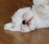 理沙