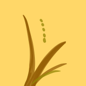 いねほ