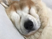 わたあめ さん