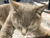 たまお