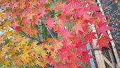 里村