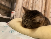 にゃんにゃんにゃ