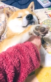 豆