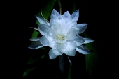 妖華