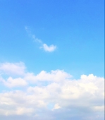 四条