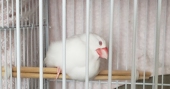 コキハナダ