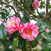 橘