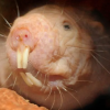 goo