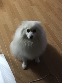 ホロクロア