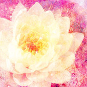 清和 花