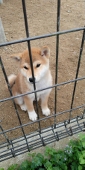 m miki