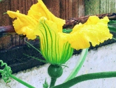 薔薇尻