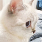 toki