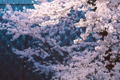 日奈森