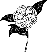 椿