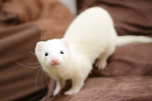 しばふちゃん