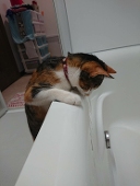 浅葱