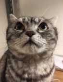 pamuchan