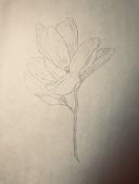 lost magnolia
