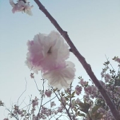 橘 春